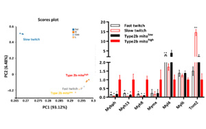 帕金森治療有望！科學(xué)家在小鼠四肢中發(fā)現(xiàn)“超快”肌肉纖維