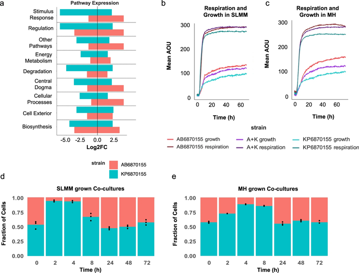 鮑曼氏桿菌AB6870155和肺炎克雷伯菌KP6870155的的呼吸、生長和基因表達(dá)