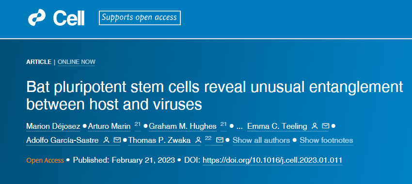 研究人員從蝙蝠身上培育出了第一個(gè)誘導(dǎo)多能干細(xì)胞(iPSCs)