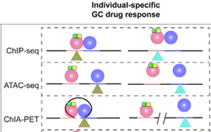 舊藥可新用！Cell子刊揭示糖皮質(zhì)激素藥物相關副作用的遺傳位點