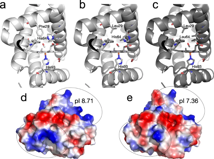 本研究中檢測了不同的肌紅蛋白變體