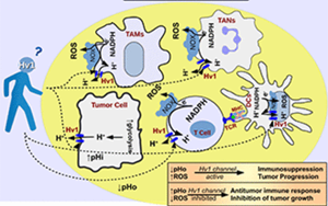 Nature子刊：能抗癌、抗感染，還能讓“造人”更順利，血液中的這種蛋白厲害了！