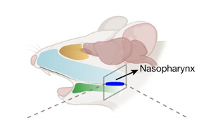 《Nature》甲流當(dāng)季，大腦如何感知感染以及“布洛芬”沒效果的原因？