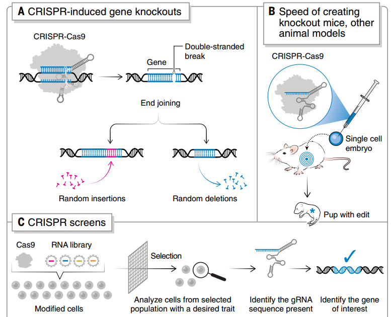 CRISPR 敲除和 CRISPR 篩選的流程 CRISPR 敲除和 CRISPR 篩選的流程