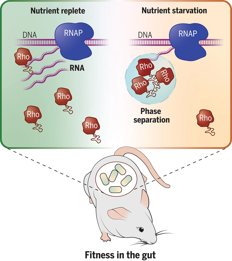 共生細(xì)菌擬桿菌中轉(zhuǎn)錄終止因子Rho的相分離控制基因表達(dá)并促進(jìn)哺乳動(dòng)物腸道中的細(xì)菌適應(yīng)性 共生細(xì)菌擬桿菌中轉(zhuǎn)錄終止因子Rho的相分離控制基因表達(dá)并促進(jìn)哺乳動(dòng)物腸道中的細(xì)菌適應(yīng)性