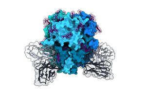 淋巴細(xì)胞性脈絡(luò)叢腦膜炎病毒(LCMV)研究新進(jìn)展