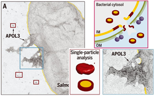 Science發(fā)現(xiàn)！細胞竟然也有“潔癖”，能自產(chǎn)“洗滌劑”，讓細菌無處遁逃