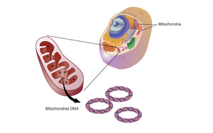 研究發(fā)現(xiàn)，這種“升級版”輔酶Q10能逆轉(zhuǎn)HIV引起的器官損傷