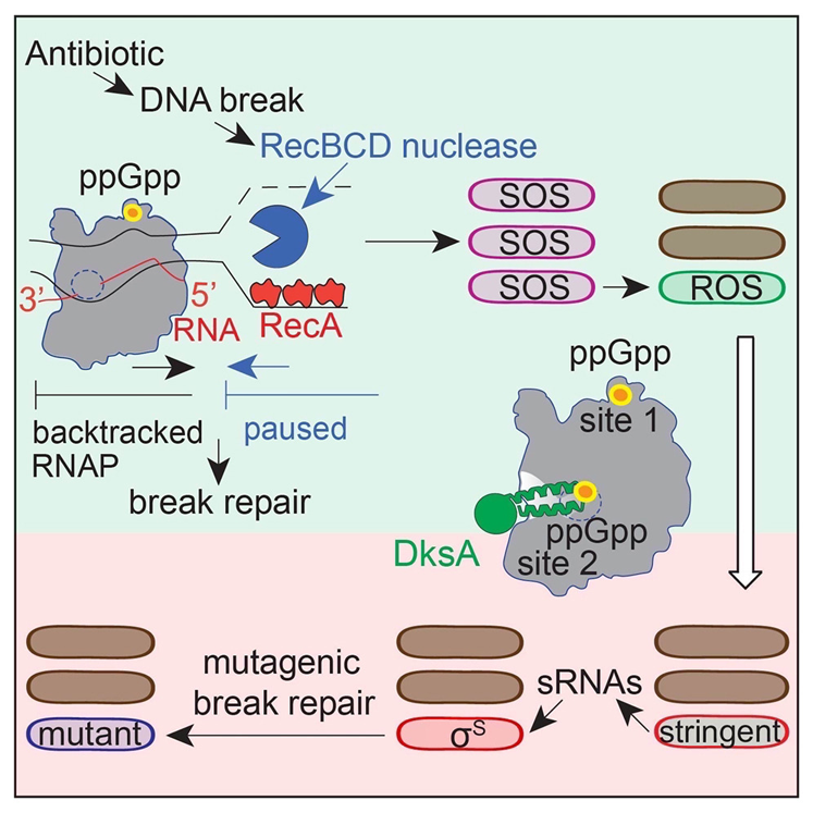 ppGpp與RNA聚合酶(RNAP)在兩個位點的結合 ppGpp與RNA聚合酶(RNAP)在兩個位點的結合