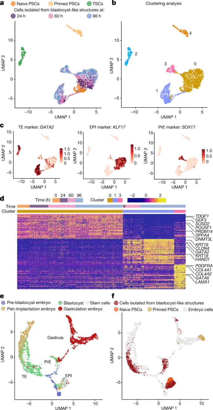 人類胚泡樣結構形成三種植入前譜系的類似物
