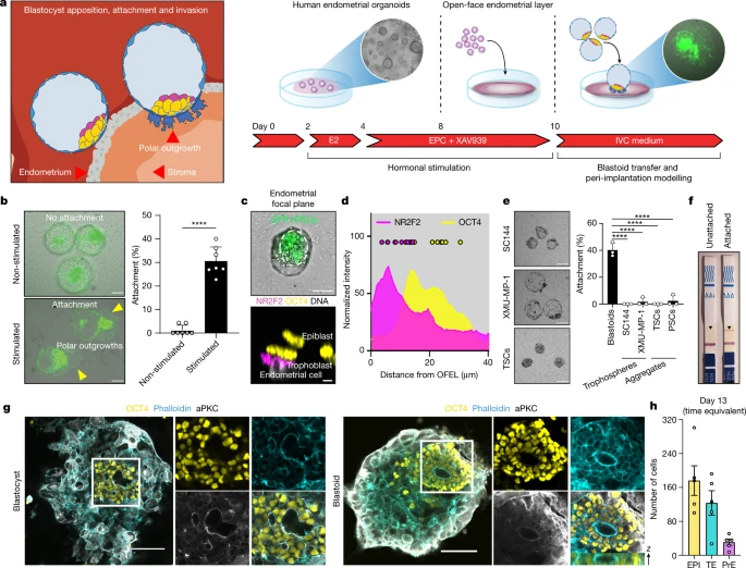 人類母細胞概括了植入的各個方面