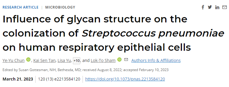 CPS的結(jié)構(gòu)形態(tài)和類型在人氣道的附著強(qiáng)度和存活中起著重要作用