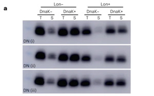 新生蛋白質(zhì)和隨機產(chǎn)生的蛋白質(zhì)有什么不同？