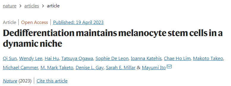 黑色素干細(xì)胞(McSCs)具有顯著的可塑性 黑色素干細(xì)胞(McSCs)具有顯著的可塑性