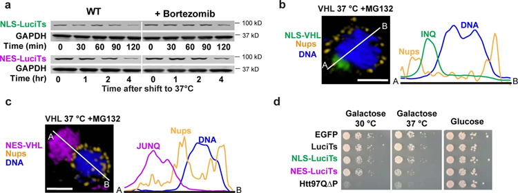 在不同類型的壓力和不同的客戶端蛋白質之間發(fā)生的空間隔離 在不同類型的壓力和不同的客戶端蛋白質之間發(fā)生的空間隔離