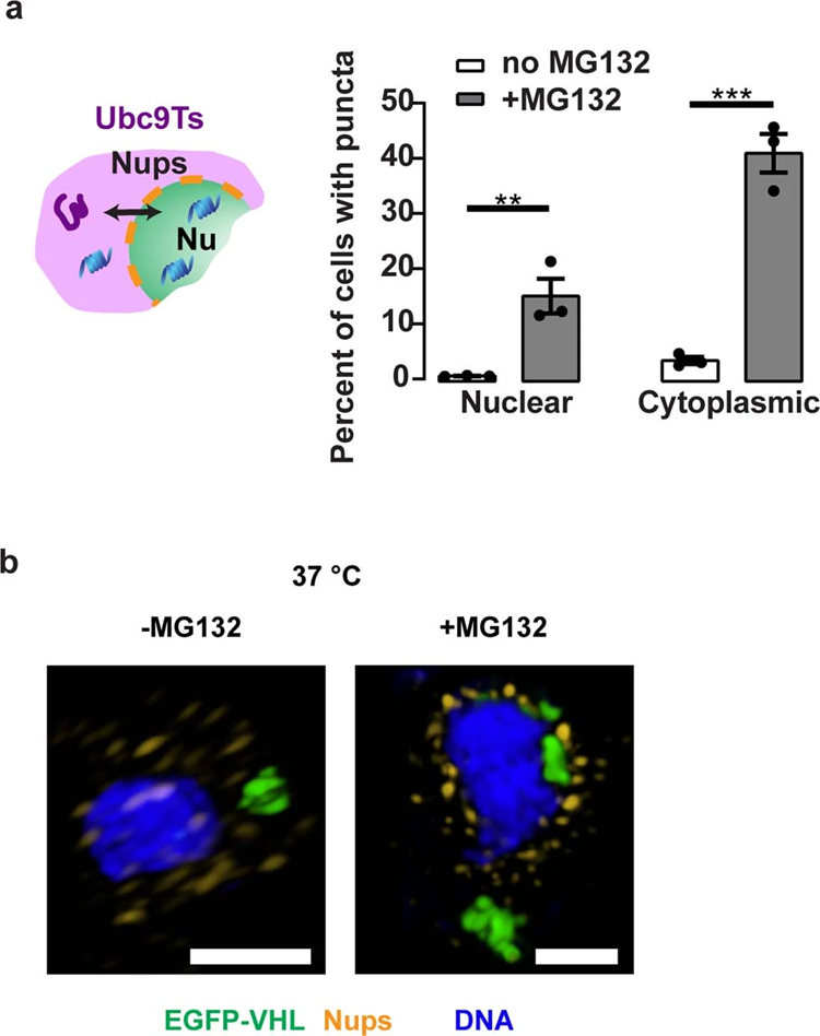 阻斷核質轉運對Ubc9Ts清除的影響 阻斷核質轉運對Ubc9Ts清除的影響