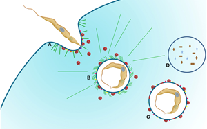 不破不立？Science子刊揭示：遭遇致命打擊時，癌細胞如何“吃自己”求生