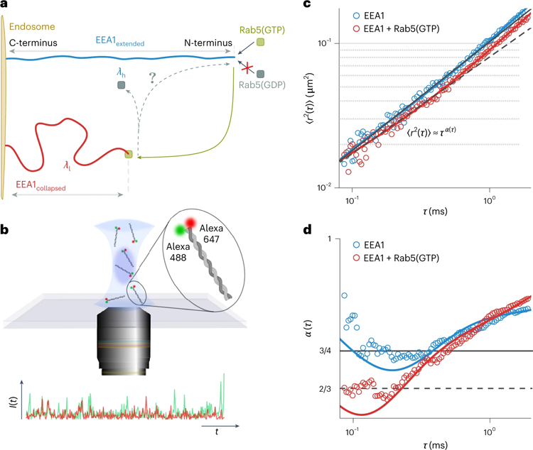 EEA1經(jīng)歷了依賴Rab5的靈活性轉(zhuǎn)變，可以使用FCS實(shí)驗(yàn)進(jìn)行測(cè)量