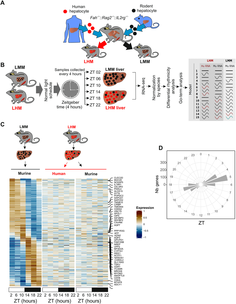 人肝細(xì)胞的移植影響肝臟節(jié)律性基因的表達(dá) 人肝細(xì)胞的移植影響肝臟節(jié)律性基因的表達(dá)