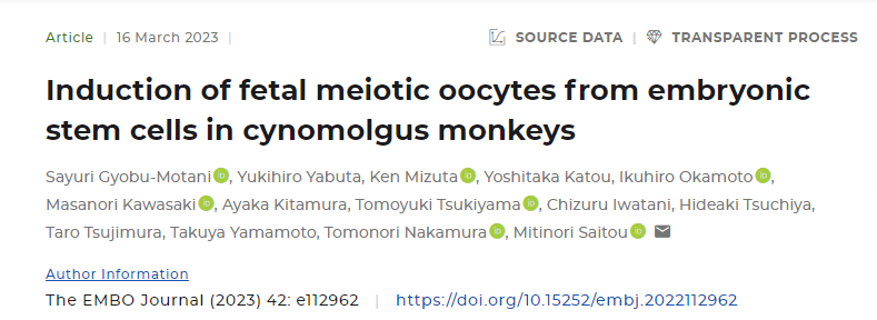 新研究成功地從食蟹猴的胚胎干細(xì)胞中誘導(dǎo)了減數(shù)分裂(分裂)卵母細(xì)胞 新研究成功地從食蟹猴的胚胎干細(xì)胞中誘導(dǎo)了減數(shù)分裂(分裂)卵母細(xì)胞