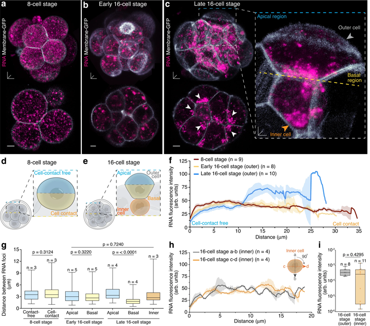 活的16細胞期小鼠胚胎外細胞中頂端至基礎RNA梯度 活的16細胞期小鼠胚胎外細胞中頂端至基礎RNA梯度