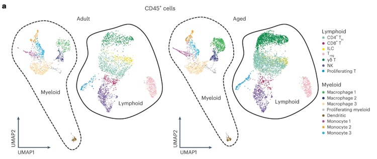 淋巴免疫細胞亞群顯示IL-17A/F相關信號傳導增加 淋巴免疫細胞亞群顯示IL-17A/F相關信號傳導增加