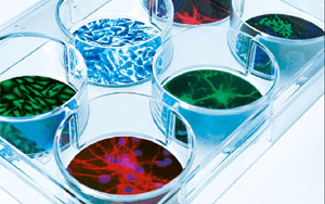 有木有增加蛋白表達(dá)量的轉(zhuǎn)染試劑？ ——試試Seebio?小西家的陽(yáng)離子聚合物PEI