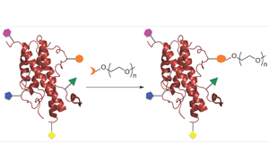 修飾性PEG在重組蛋白藥物中的應(yīng)用