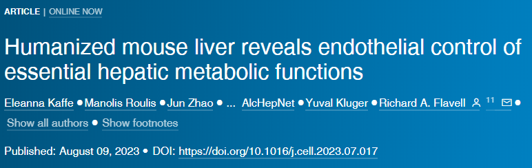 研究人員在活小鼠身上創(chuàng)造了一個功能性的人性化肝臟 研究人員在活小鼠身上創(chuàng)造了一個功能性的人性化肝臟