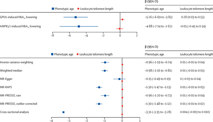 HbA1c降低對(duì)表型年齡和白細(xì)胞端粒長(zhǎng)度的影響 HbA1c降低對(duì)表型年齡和白細(xì)胞端粒長(zhǎng)度的影響