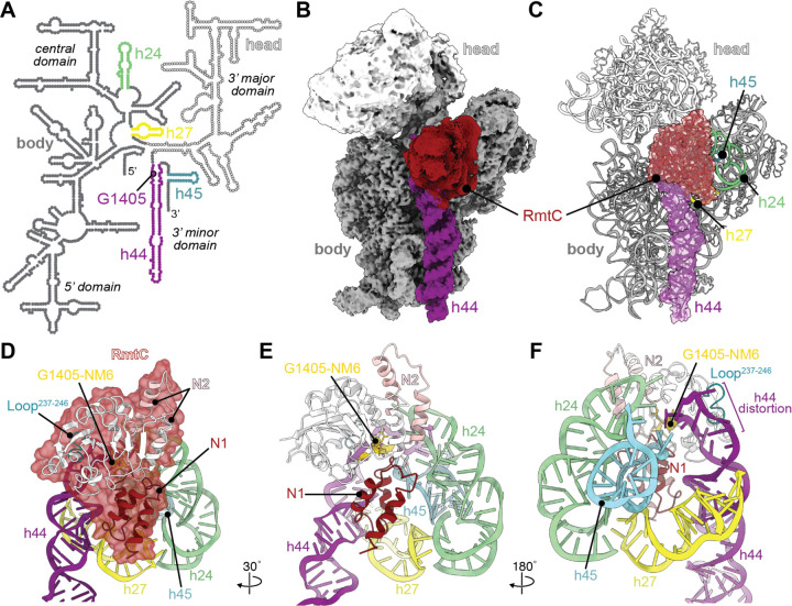 RmtC與保護(hù)性16S rRNA三維表面結(jié)合。