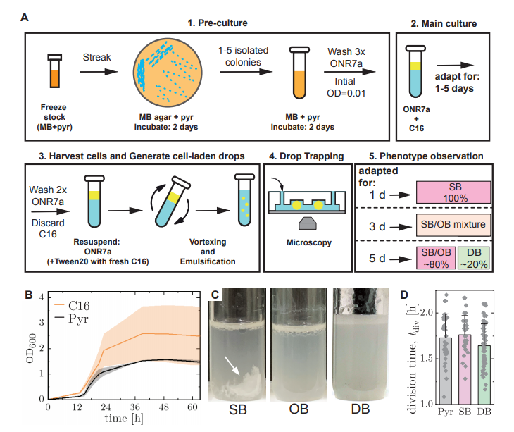 描述表型鑒定的培養(yǎng)方法示意圖