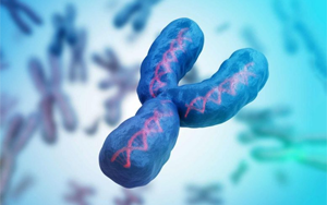 最后一塊拼圖，人類Y染色體的完整序列首次公布