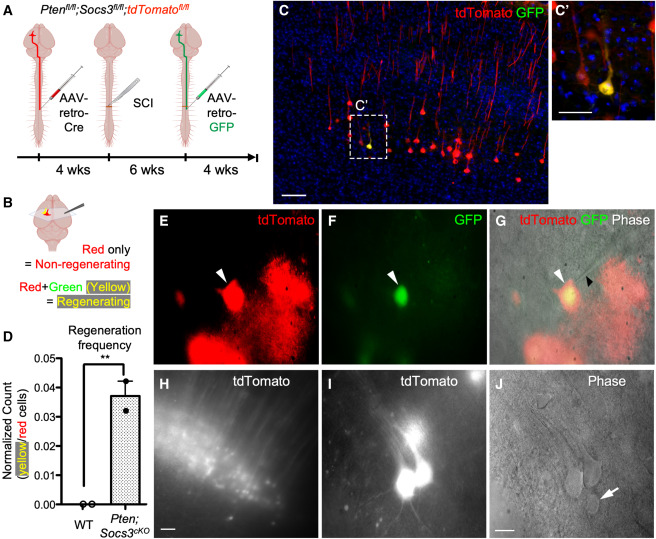 MLKL S132P在神經(jīng)磺酰胺或Ser83抑制存在的情況下執(zhí)行細(xì)胞凋亡 MLKL S132P在神經(jīng)磺酰胺或Ser83抑制存在的情況下執(zhí)行細(xì)胞凋亡