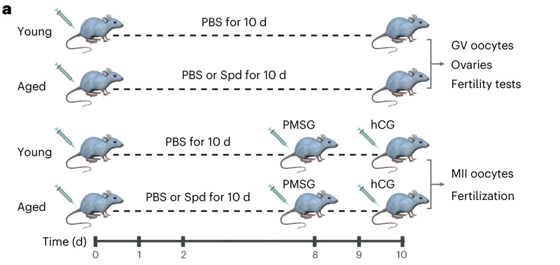 補充亞精胺對衰老小鼠卵巢亞精胺水平、卵泡發(fā)育和雌性生育能力的影響