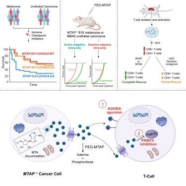 實驗原理 實驗原理
