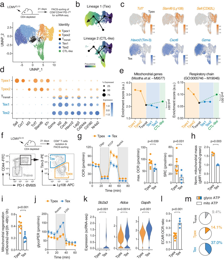 T細胞耗竭的特征是代謝重編程 T細胞耗竭的特征是代謝重編程