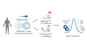 CRISPR高通量篩選鑒定可增強(qiáng)癌癥T細(xì)胞治療的主調(diào)控因子