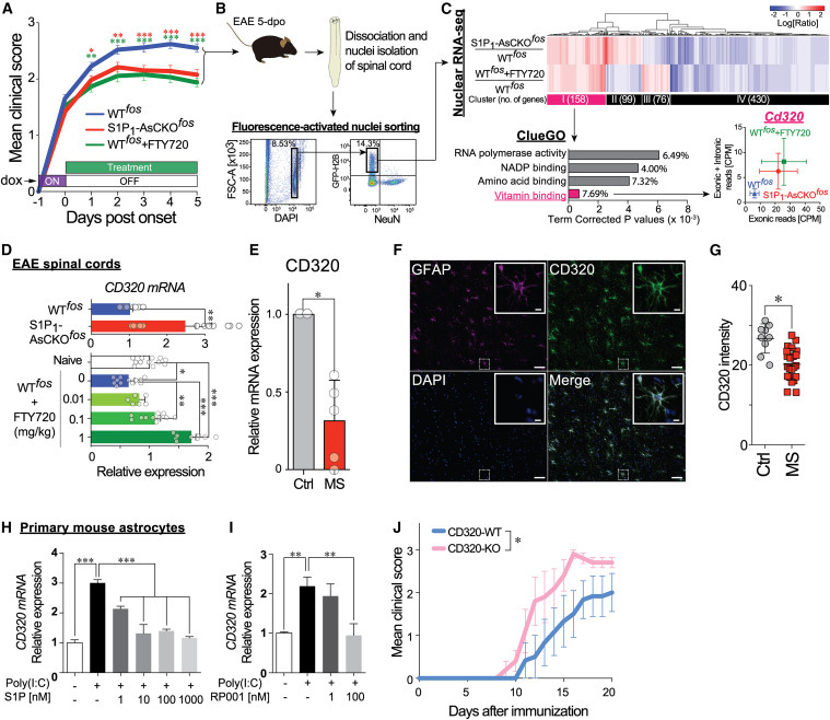 
FTY720 restores CD320 expression that is downregulated in EAE and MS lesions and is essential for protecting against neuroinflammation
FTY720恢復CD320的表達，CD320在EAE和MS病變中下調(diào)，對預防神經(jīng)炎癥至關(guān)重要