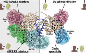 Cell子刊：細(xì)菌連接酶揭示了多泛素特異性的基本原理
