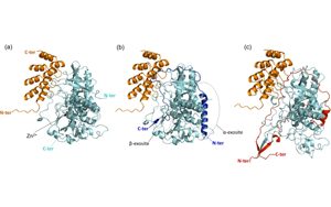 新發(fā)現(xiàn)肉毒桿菌毒素的又一個醫(yī)療用途