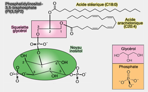 《Science》破解突觸形成的機(jī)制