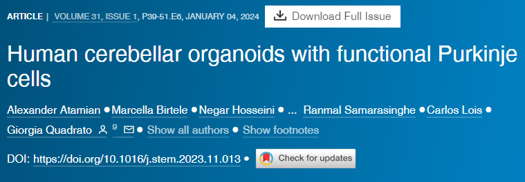 具有功能性浦肯野細胞的人類小腦類器官 具有功能性浦肯野細胞的人類小腦類器官