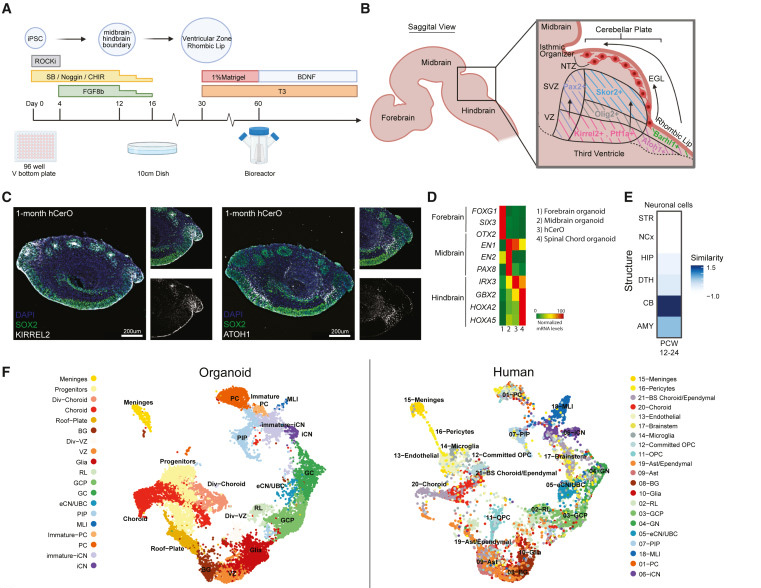 人類小腦類器官(hCerOs)可復(fù)制地產(chǎn)生人類CB的細胞多樣性 人類小腦類器官(hCerOs)可復(fù)制地產(chǎn)生人類CB的細胞多樣性