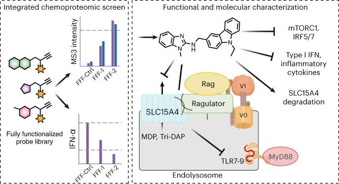 SLC15A4是一種與自身炎癥和自身免疫相關(guān)的內(nèi)溶酶體駐留轉(zhuǎn)運(yùn)蛋白 SLC15A4是一種與自身炎癥和自身免疫相關(guān)的內(nèi)溶酶體駐留轉(zhuǎn)運(yùn)蛋白