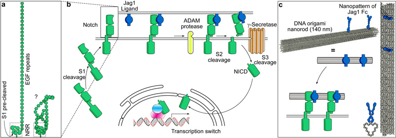 Notch通路和實驗原理示意圖 Notch通路和實驗原理示意圖