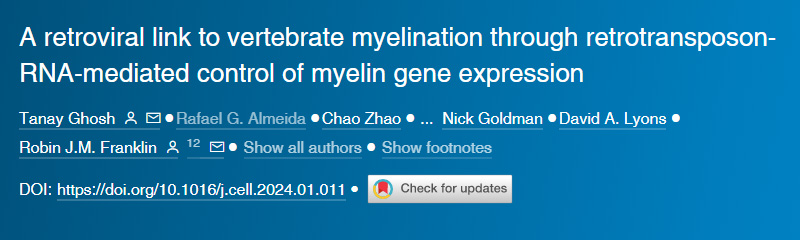 逆轉(zhuǎn)錄病毒通過逆轉(zhuǎn)錄轉(zhuǎn)座子RNA介導的髓鞘基因表達控制與脊椎動物髓鞘形成的聯(lián)系