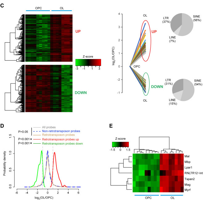 DECTIN-1蛋白質(zhì)結構的3D打印