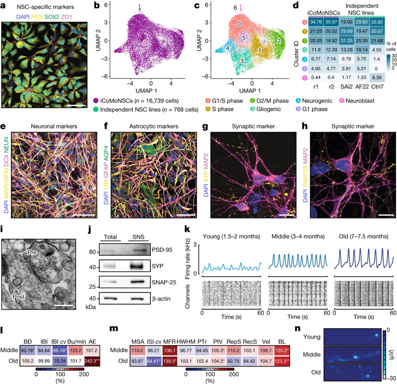 iCoMoNSC神經(jīng)元形成功能網(wǎng)絡(luò) iCoMoNSC神經(jīng)元形成功能網(wǎng)絡(luò)