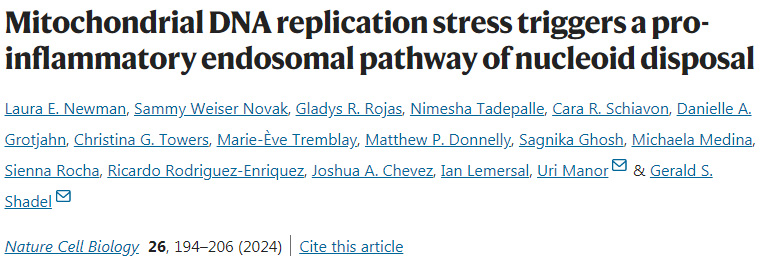 線粒體DNA復(fù)制應(yīng)激觸發(fā)類核處置的促炎內(nèi)體途徑 線粒體DNA復(fù)制應(yīng)激觸發(fā)類核處置的促炎內(nèi)體途徑